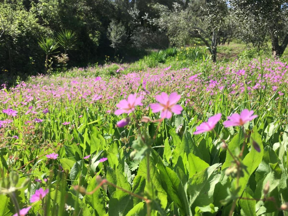 גאוביה Villa Sunrise Apartment מראה חיצוני תמונה