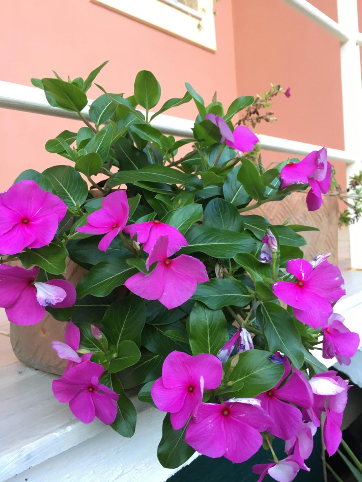 גאוביה Villa Sunrise Apartment מראה חיצוני תמונה